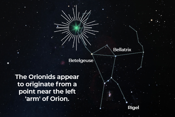 A graphic showing the Orion constellation, with the Betelgeuse, Bellatrix and Rigel stars labelled. A large blue star with radiant lines shining from it is positioned near the top of the constellation. Text on the left reads "The Orionids appear to originate from a point near the left 'arm' of Orion".